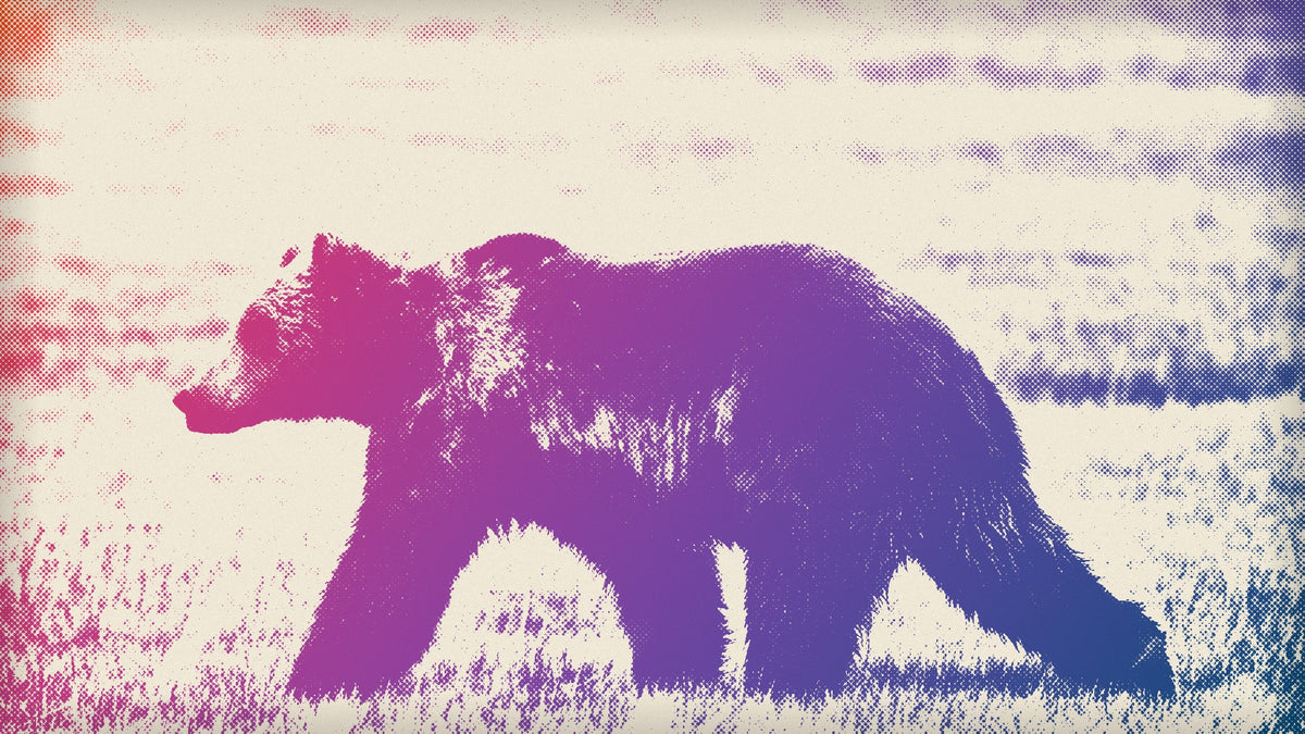 A brown bear with thick, shaggy fur walks across a grassy meadow, seen in profile.
