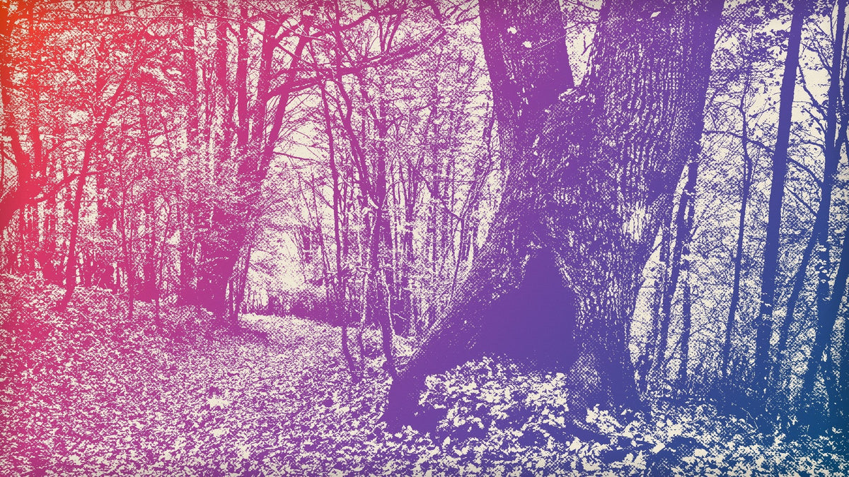 A wooded path covered in fallen autumn leaves, next to an old tree with a dark hollow at its base
